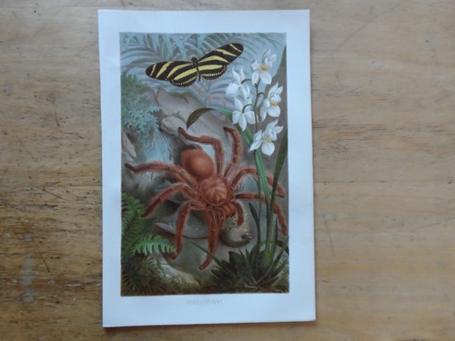 Genuine chromolithograph - genuine(1892),